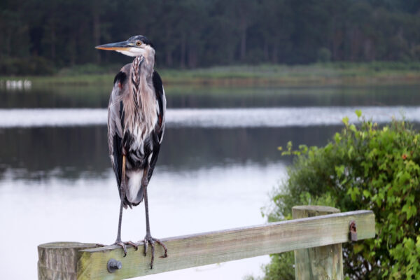 Crane in Carolina Beach state park