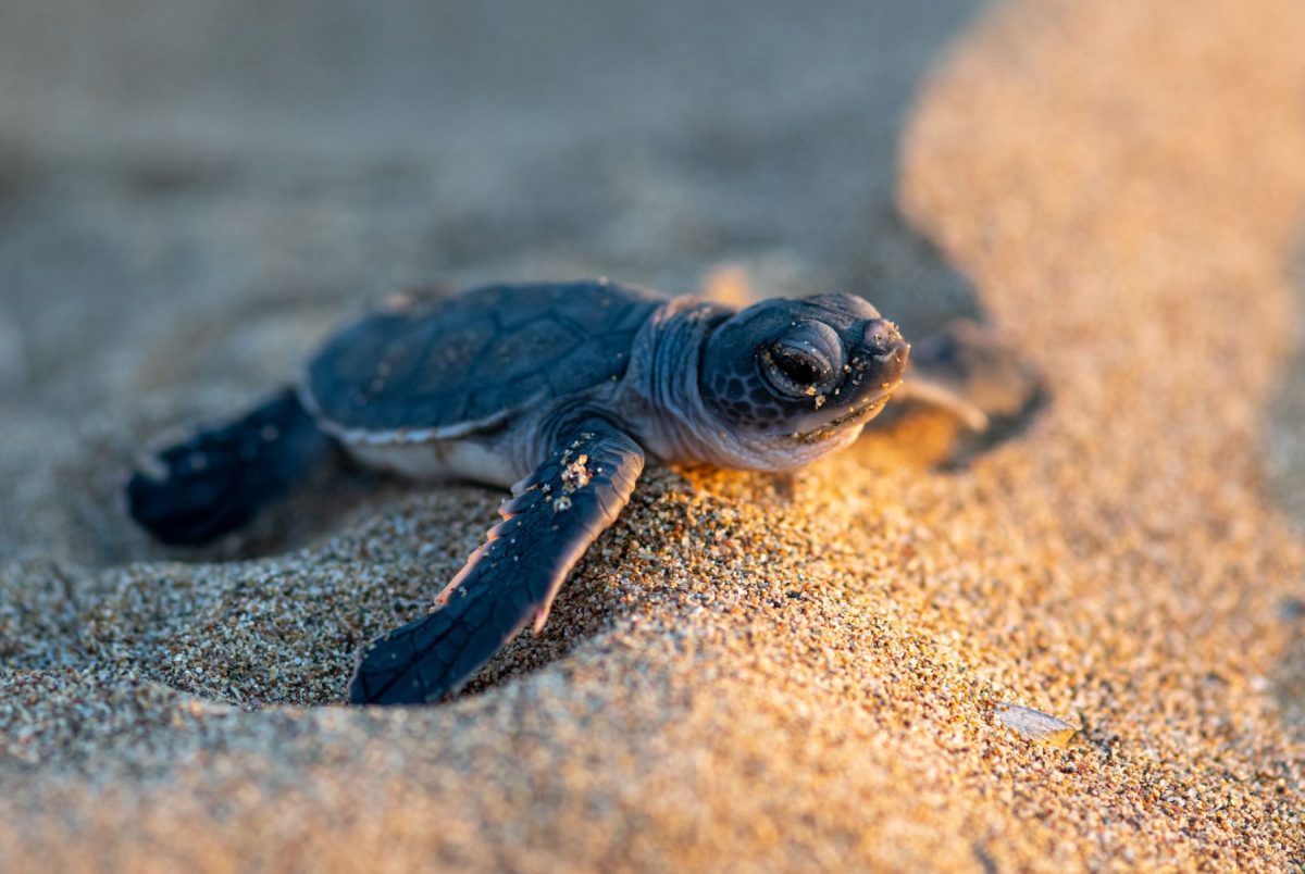 baby sea turtle resting on the sand in Carolina Beach 