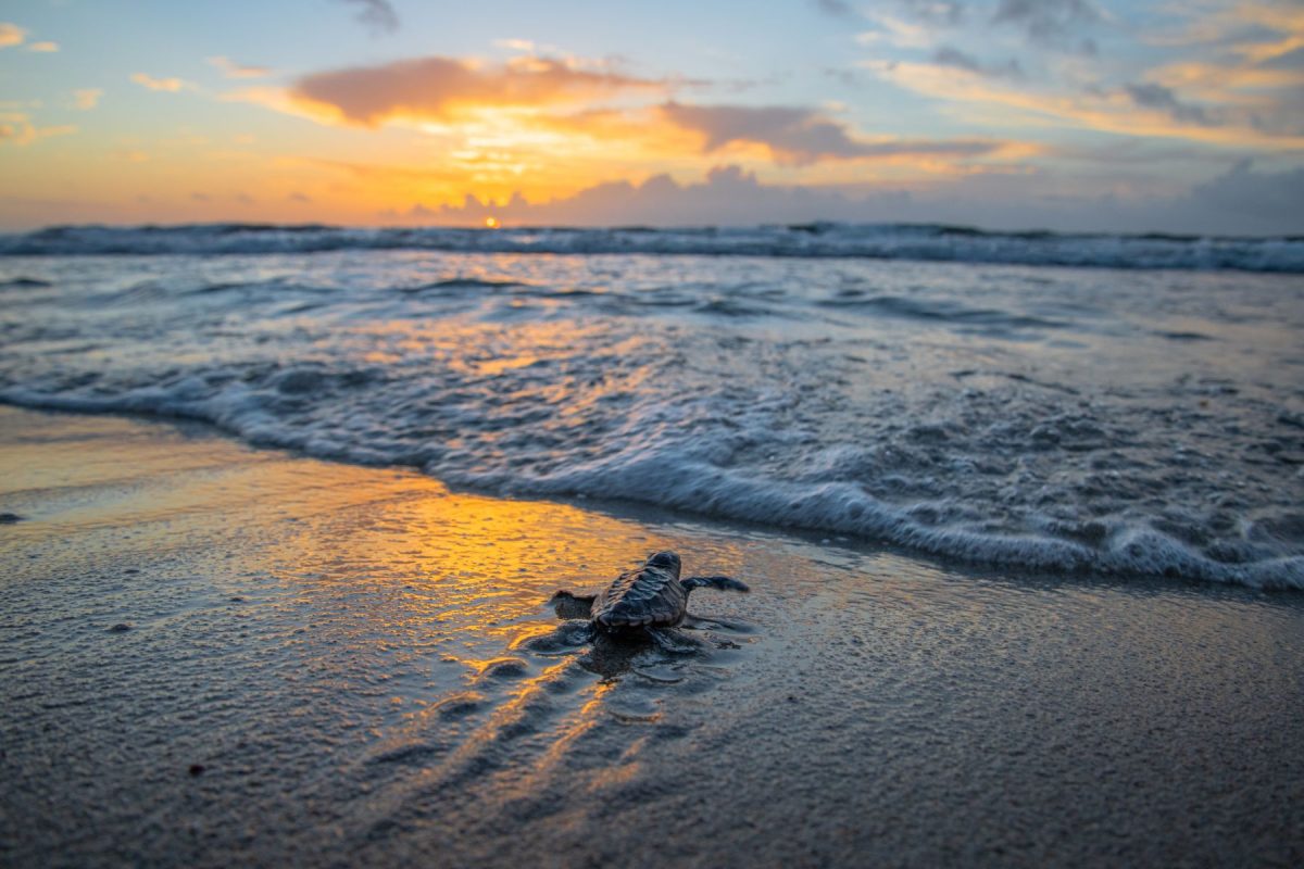 baby sea turtle heads to the sea 