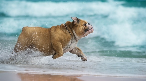 bulldog running on the beach