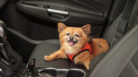 dog in a car, buckled up