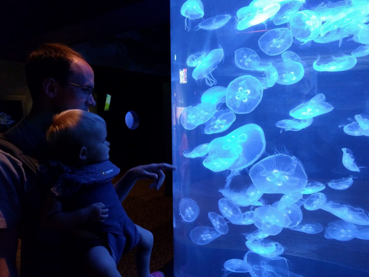 tank of jellyfish being viewed by a father and young child