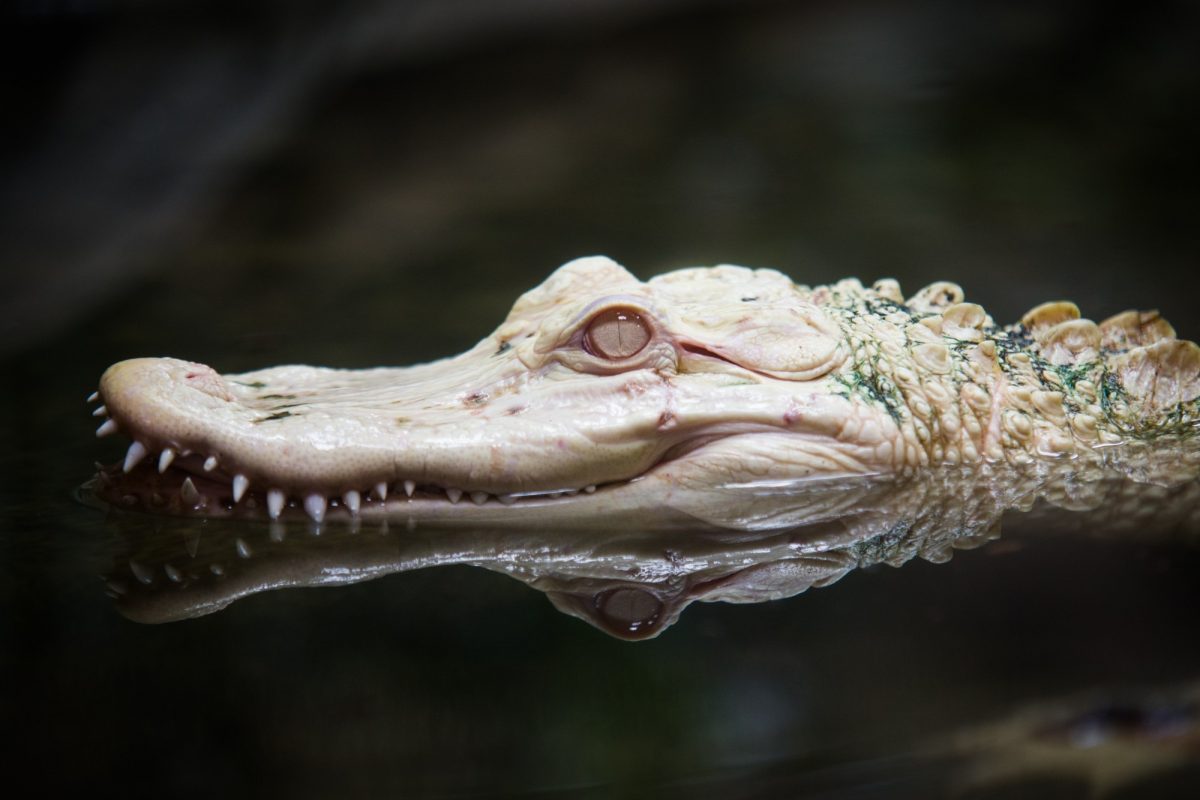 albino alligator swimming through the water