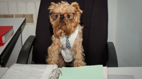 dog sitting at desk 