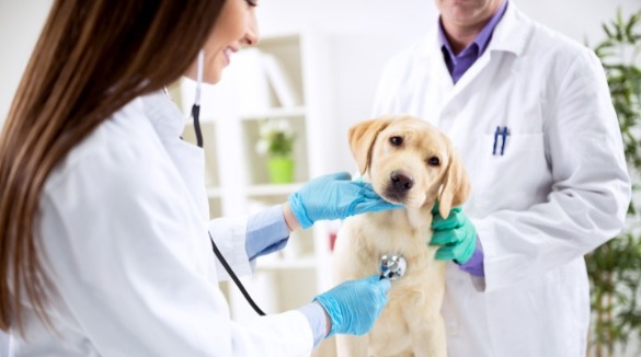 dog at a vet check