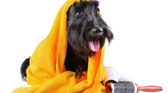dog wrapped up in a towel