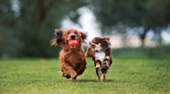 two dogs running and playing with toy