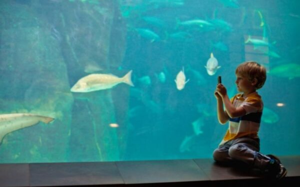 A young boy enjoying his tour of the Fort Fisher aquarium