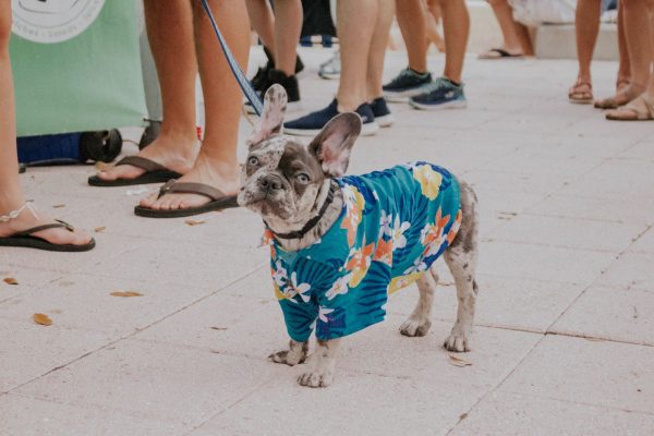 dog wearing tropical shirt