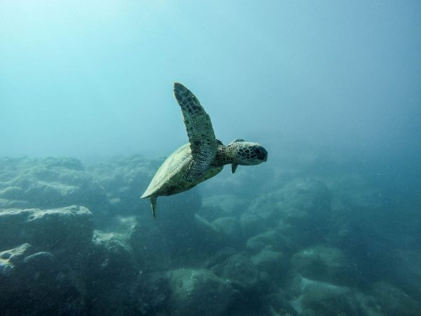sea turtle swimming through blue ocean
