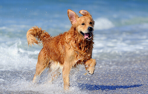 dog running through the ocean