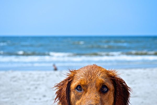 dog friendly beaches in nc