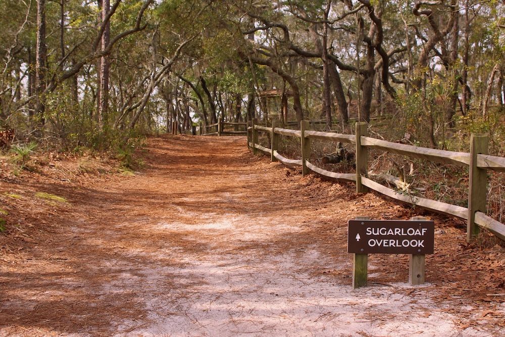 Carolina Beach State Park walking trail