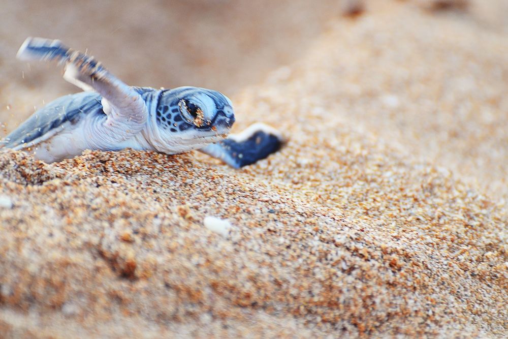 Sea Turtle Nesting